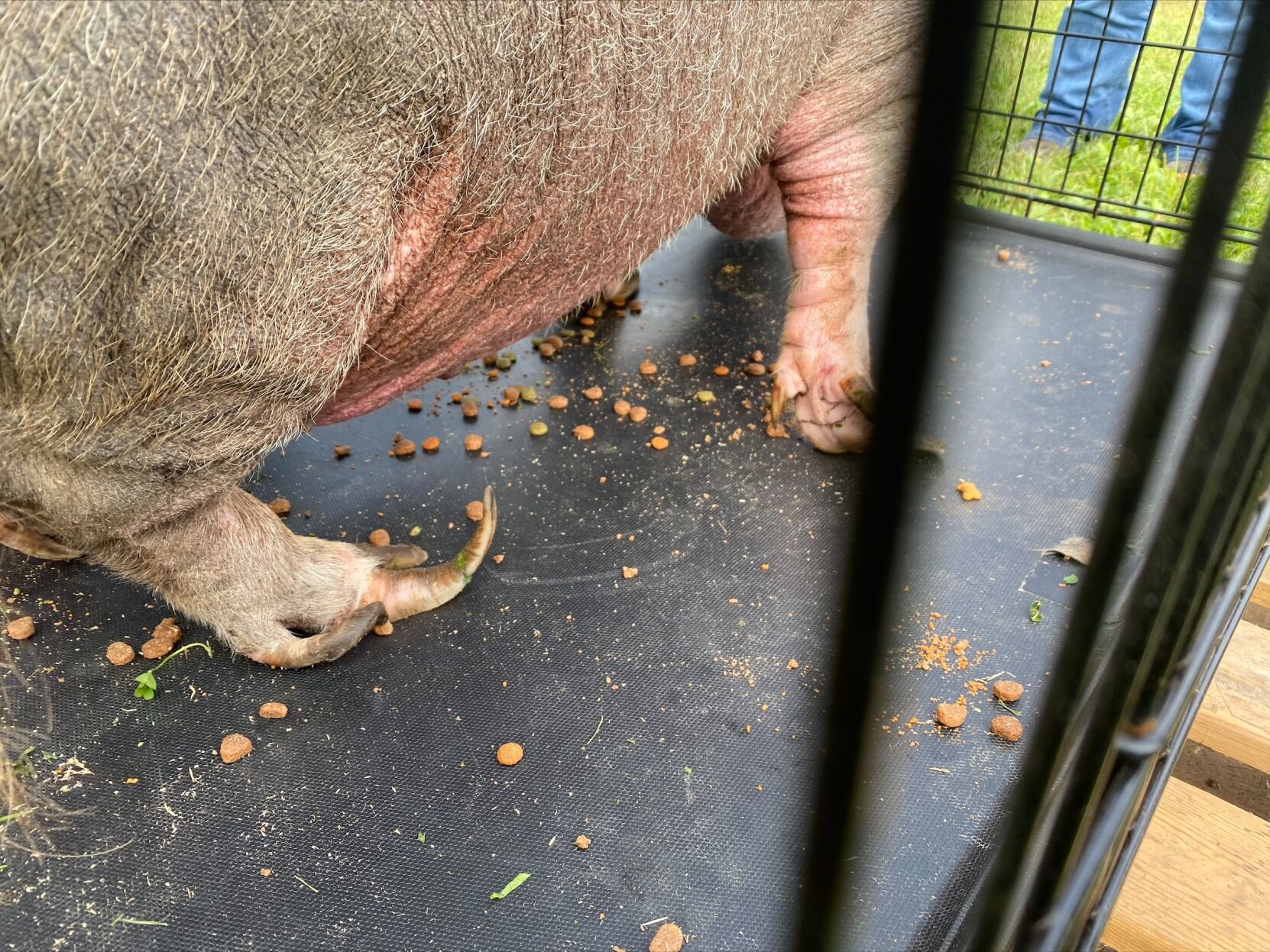 Butternuts animal cruelty 2.jpg